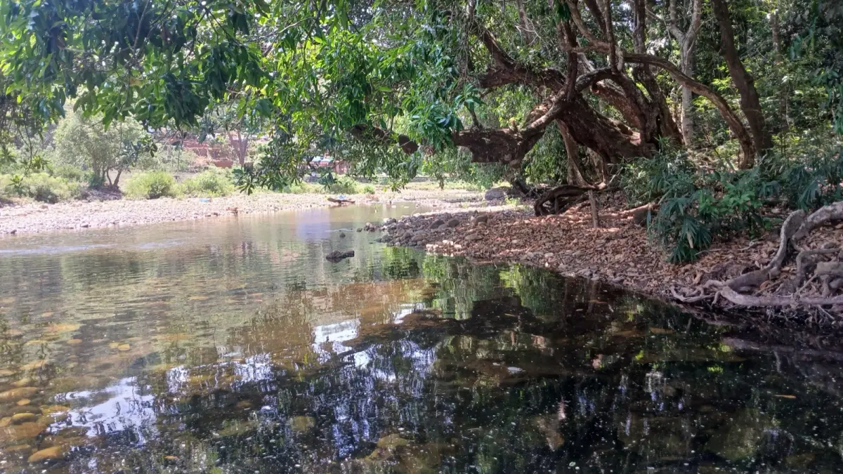 A clear forest stream running through Aralam Wildlife Sanctuary