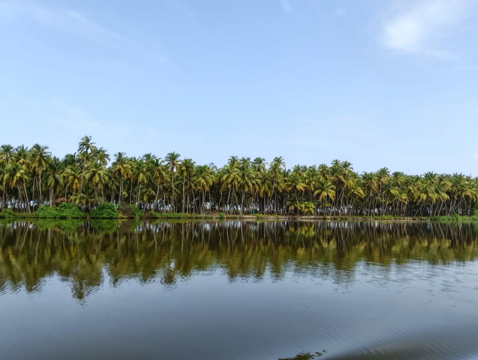 Coconut palms reflected in the still water of the Kavvayi backwaters